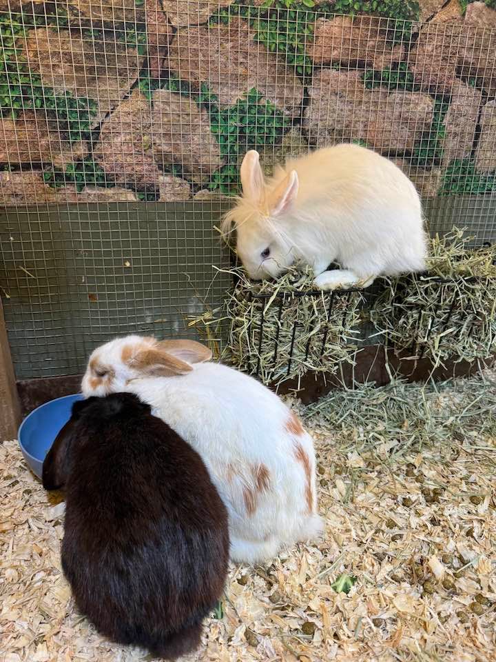 Three rabbits are sitting next to each other in a cage.