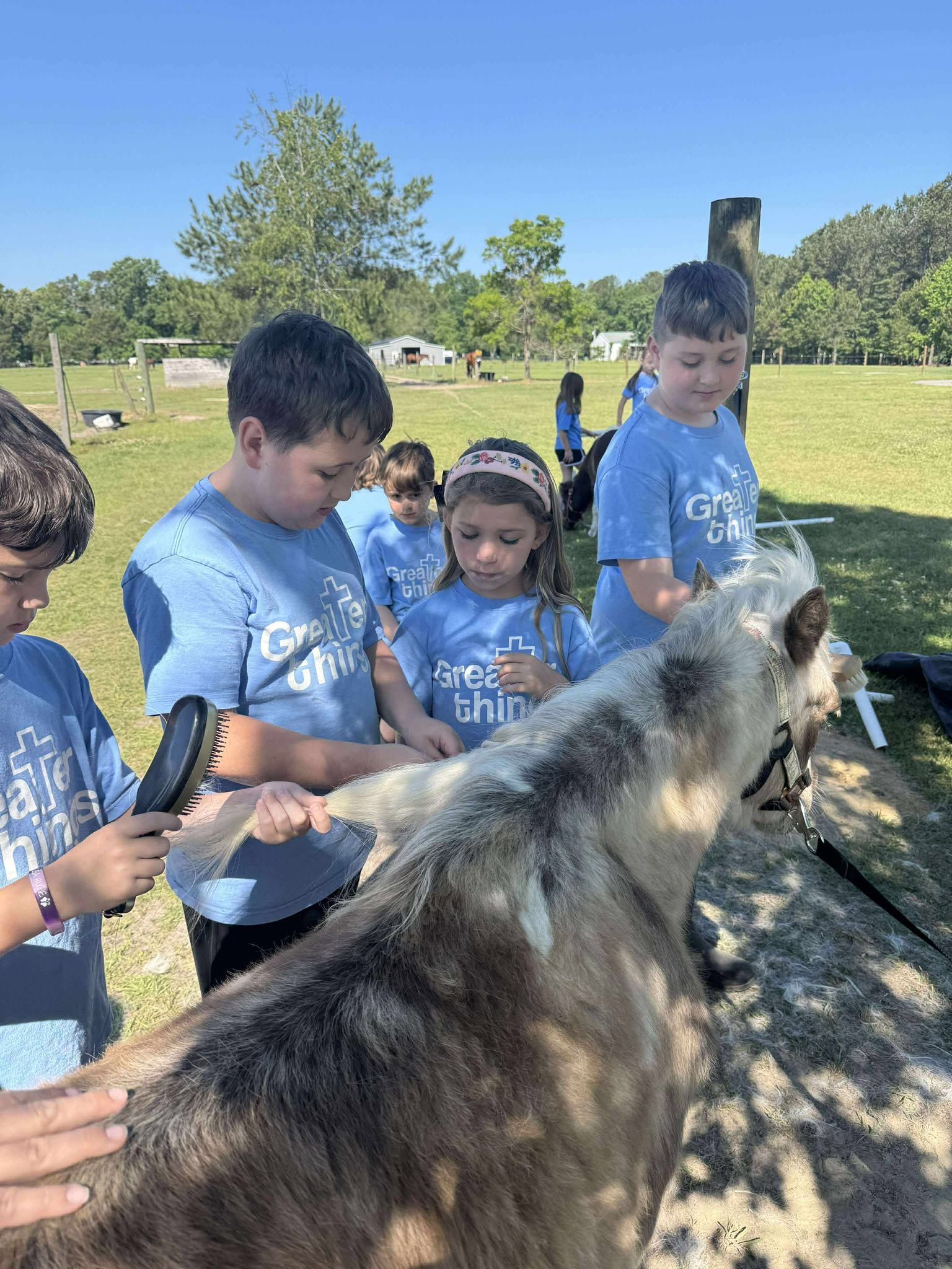A group of children are brushing a goat in a field.
