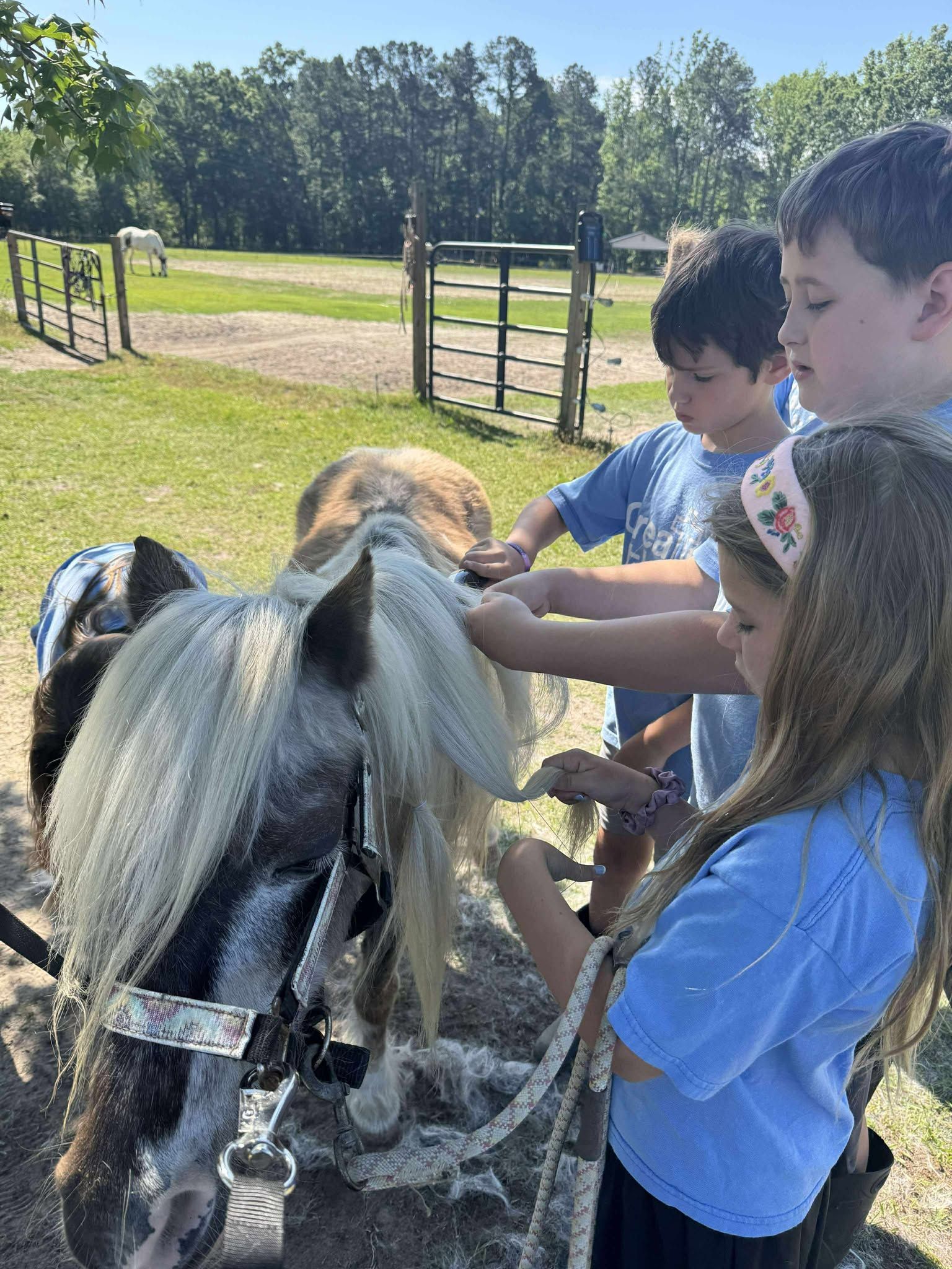 A group of children are petting a pony in a field.