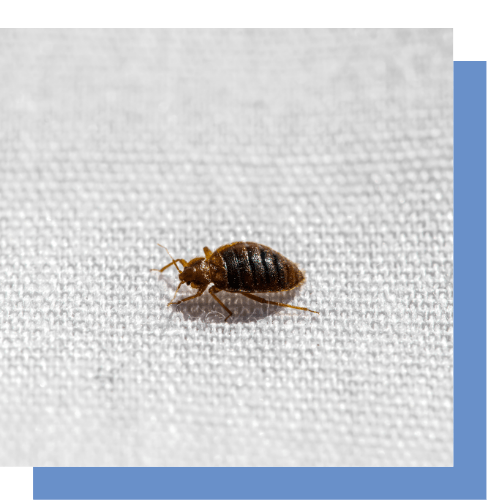a bed bug is crawling on a white cloth .