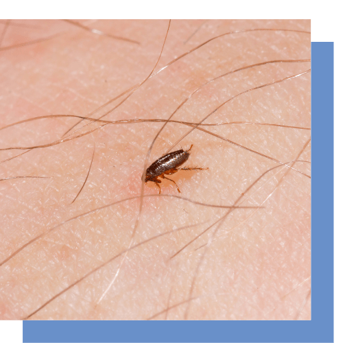 a close up of a flea on a person 's skin .