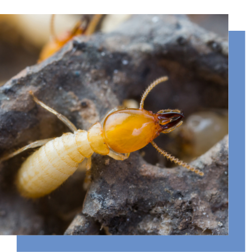 a close up of a termite crawling on a rock .