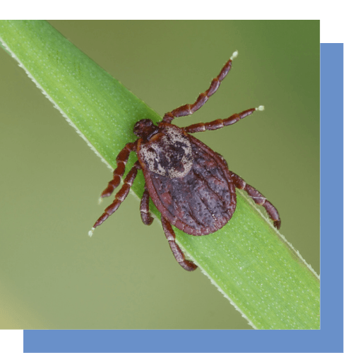 a tick is sitting on a green plant stem .