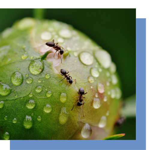 three ants are sitting on a green leaf with water drops on it .