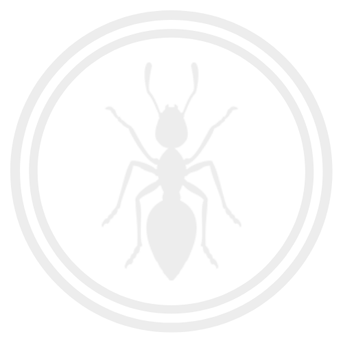 big-white-ant-icon