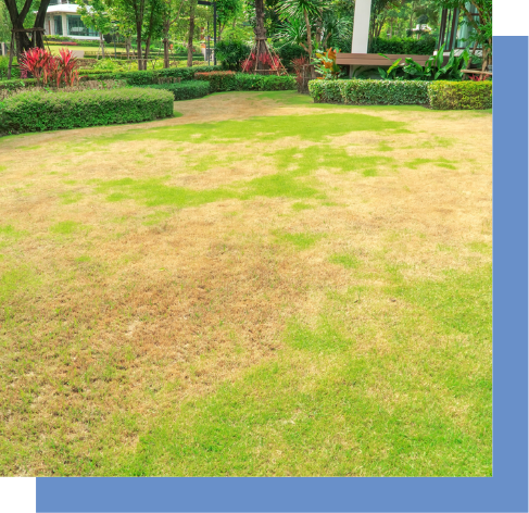 a lush green lawn with brown patches of grass in a park .