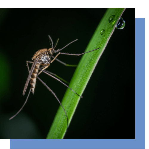 a mosquito is sitting on a green plant with water drops on it .