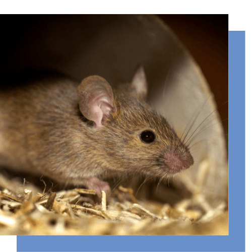 a mouse is sitting in a pile of hay and looking at the camera .