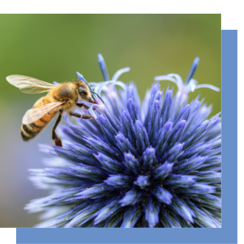 a bee is sitting on top of a purple flower .