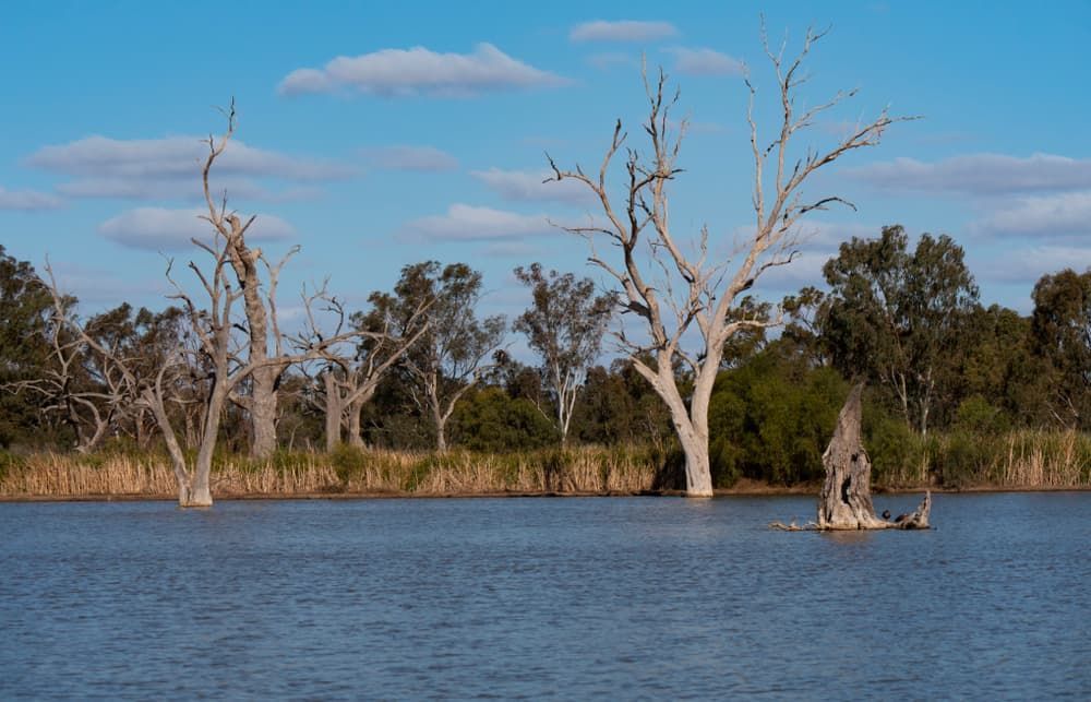 View of A Lake with Trees — Twin Lakes Towing & Recovery in Lake Haven, NSW