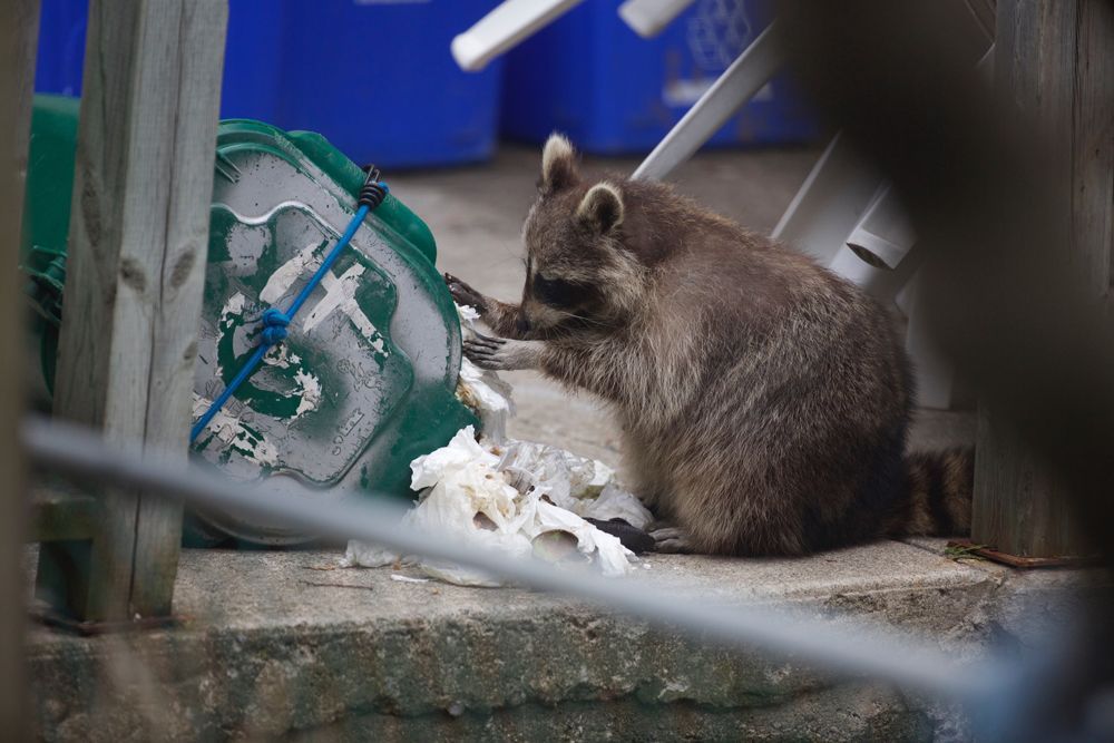 Racoon Eating on the Trashcan