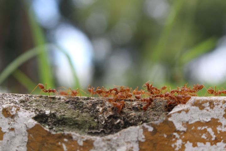 A Group of Fire Ants