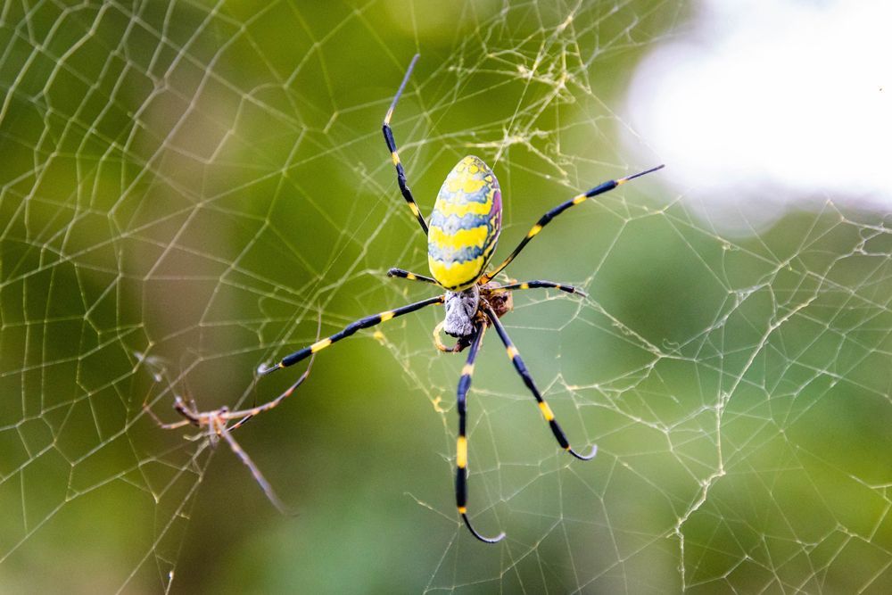 A Joro Spider