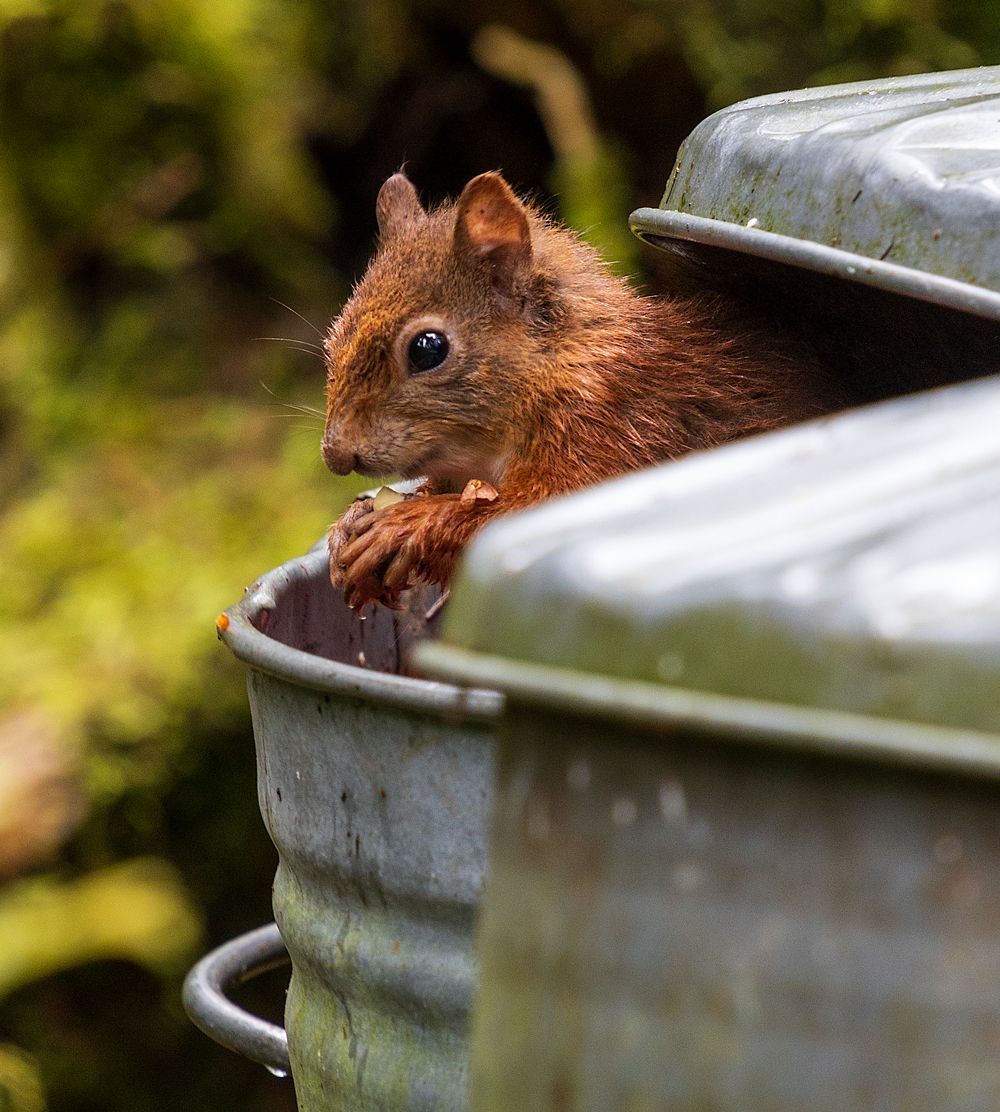 A Squirrel Eating Inside the Trashcan