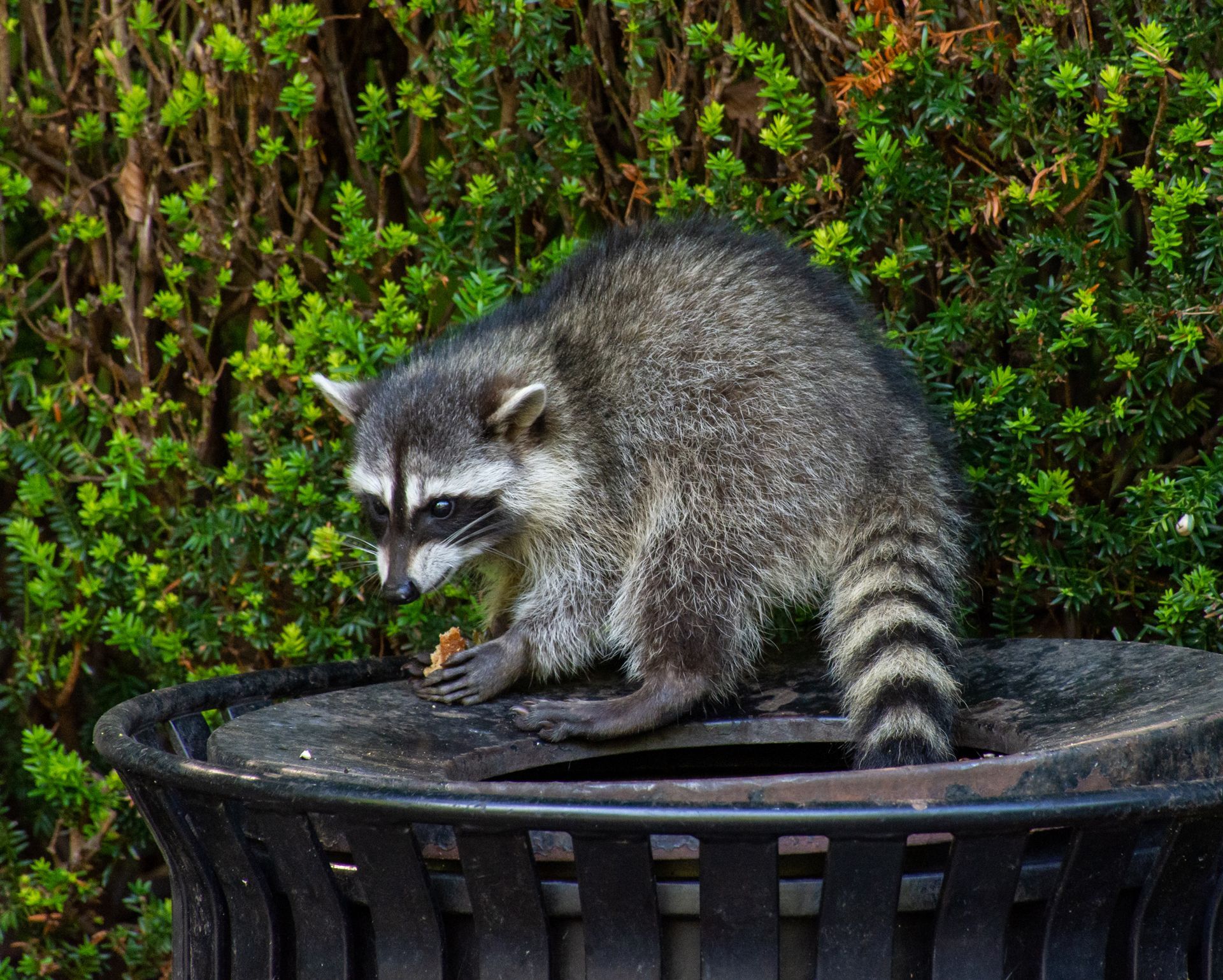 A Racoon Eating on the Trashcan