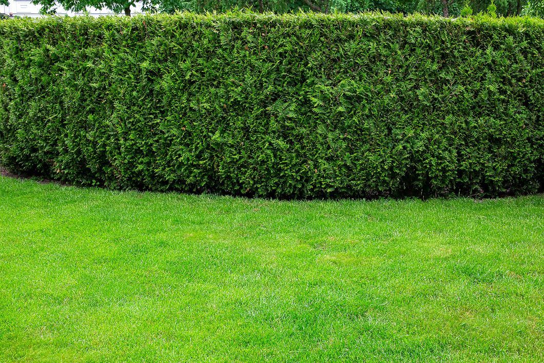 A large green hedge surrounds a lush green lawn.