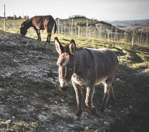 Enricco Rivetto - Donkeys in the Vineyard enriching the habitat