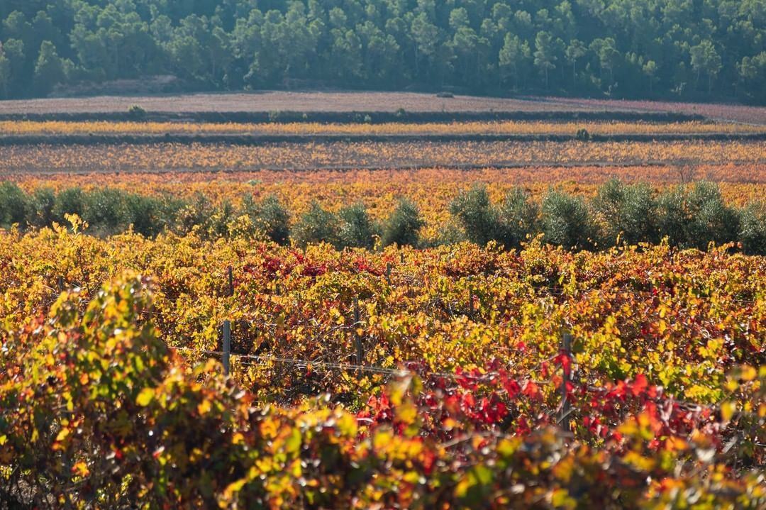 Pago Casa Gran - Vineyards in Autumn