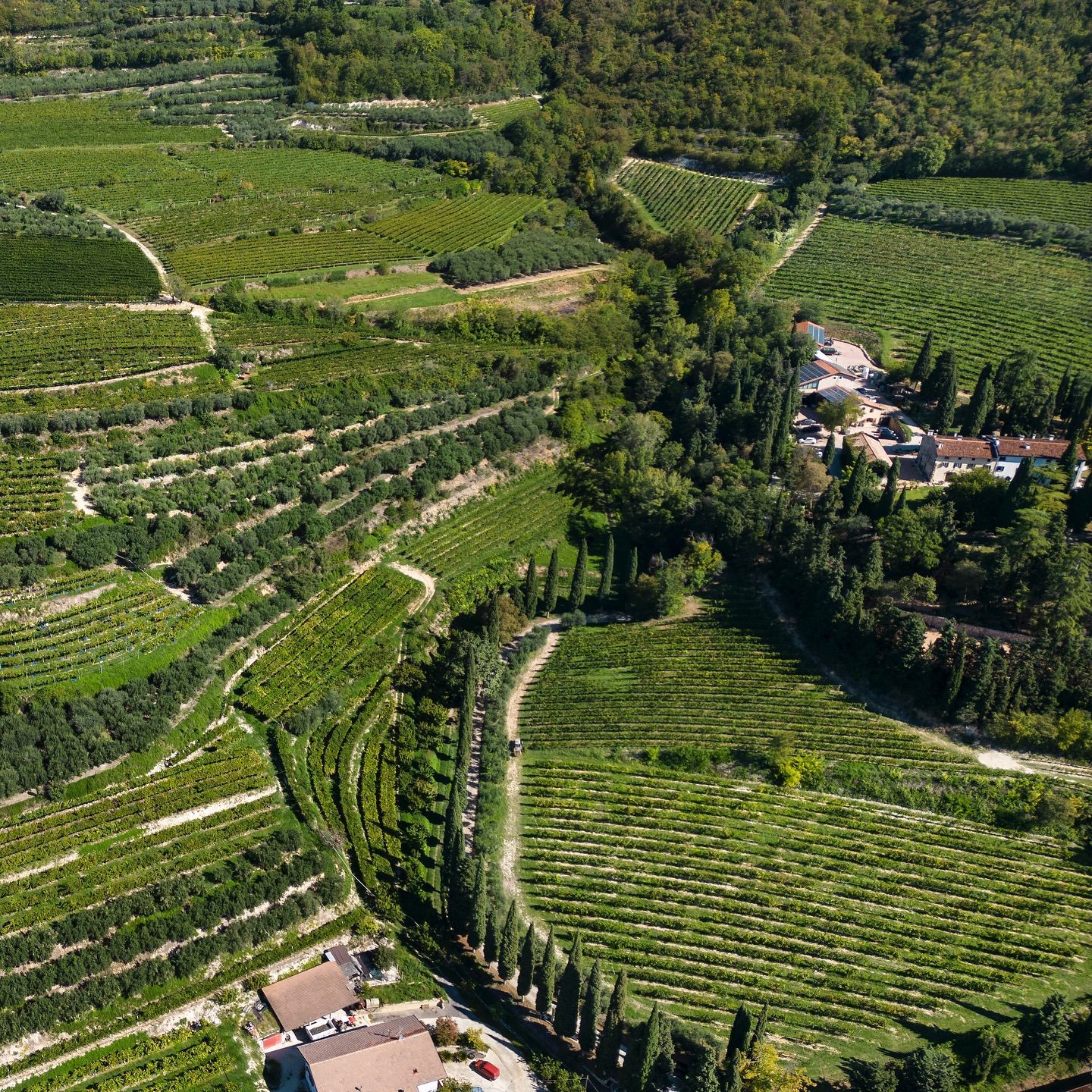 Massimago - Aerial view of terraced green vineyards and orchards, with trees and a small settlement.