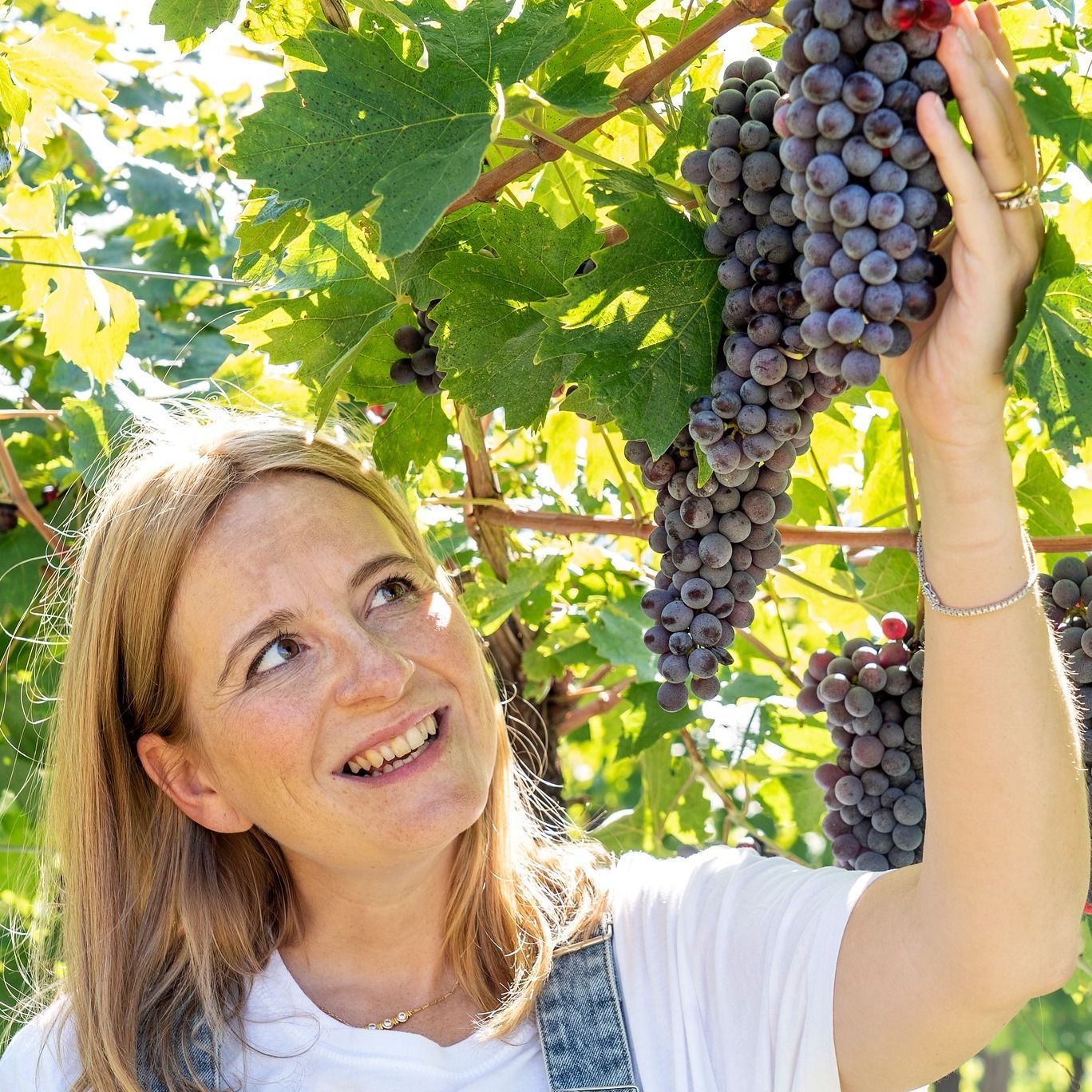 Massimago - Woman (Camila) admiring a bunch of purple grapes in a vineyard, sunny day.