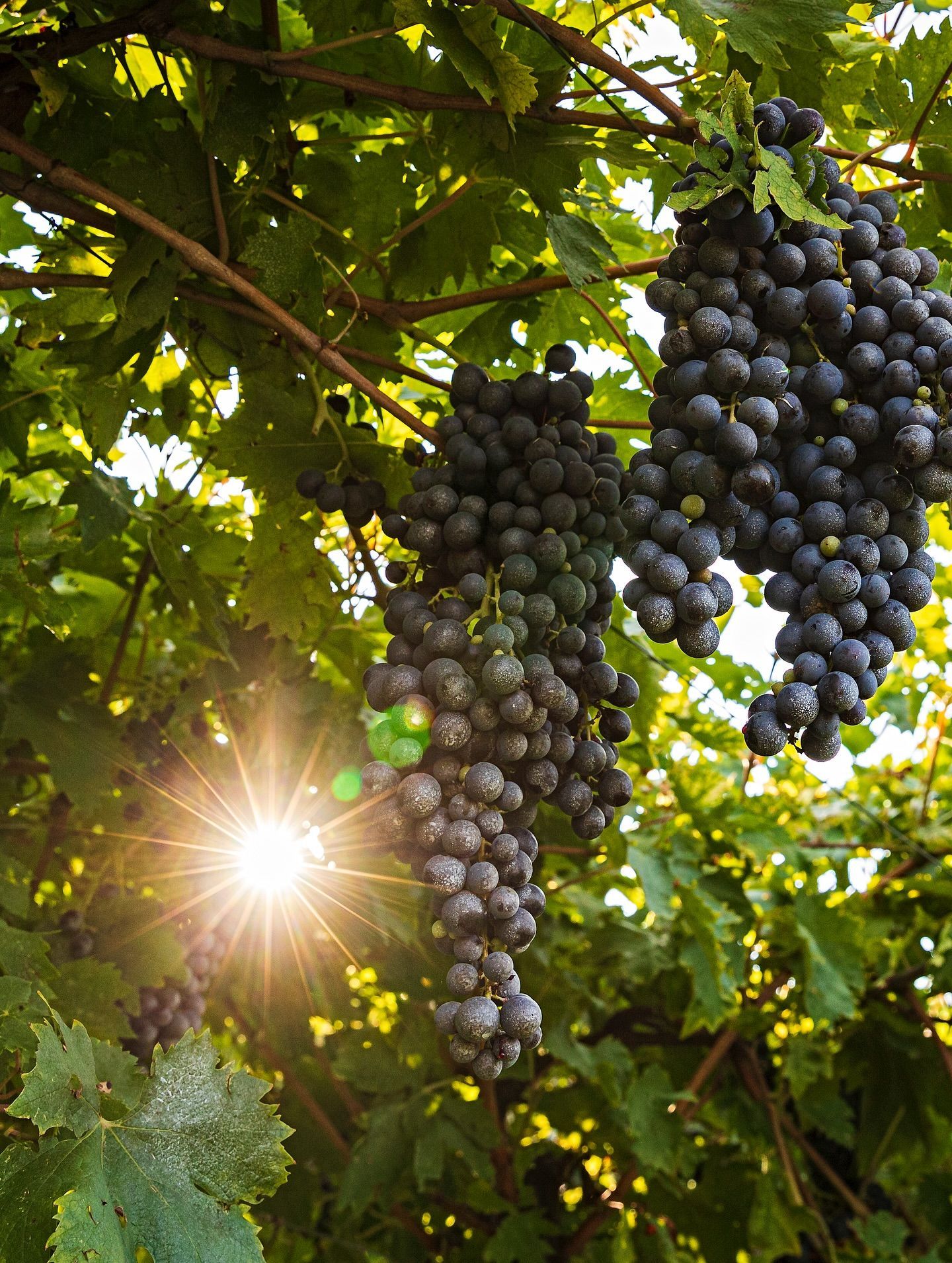 Massimago - Bunches of dark grapes hang from vines, sunlight bursts through leaves.