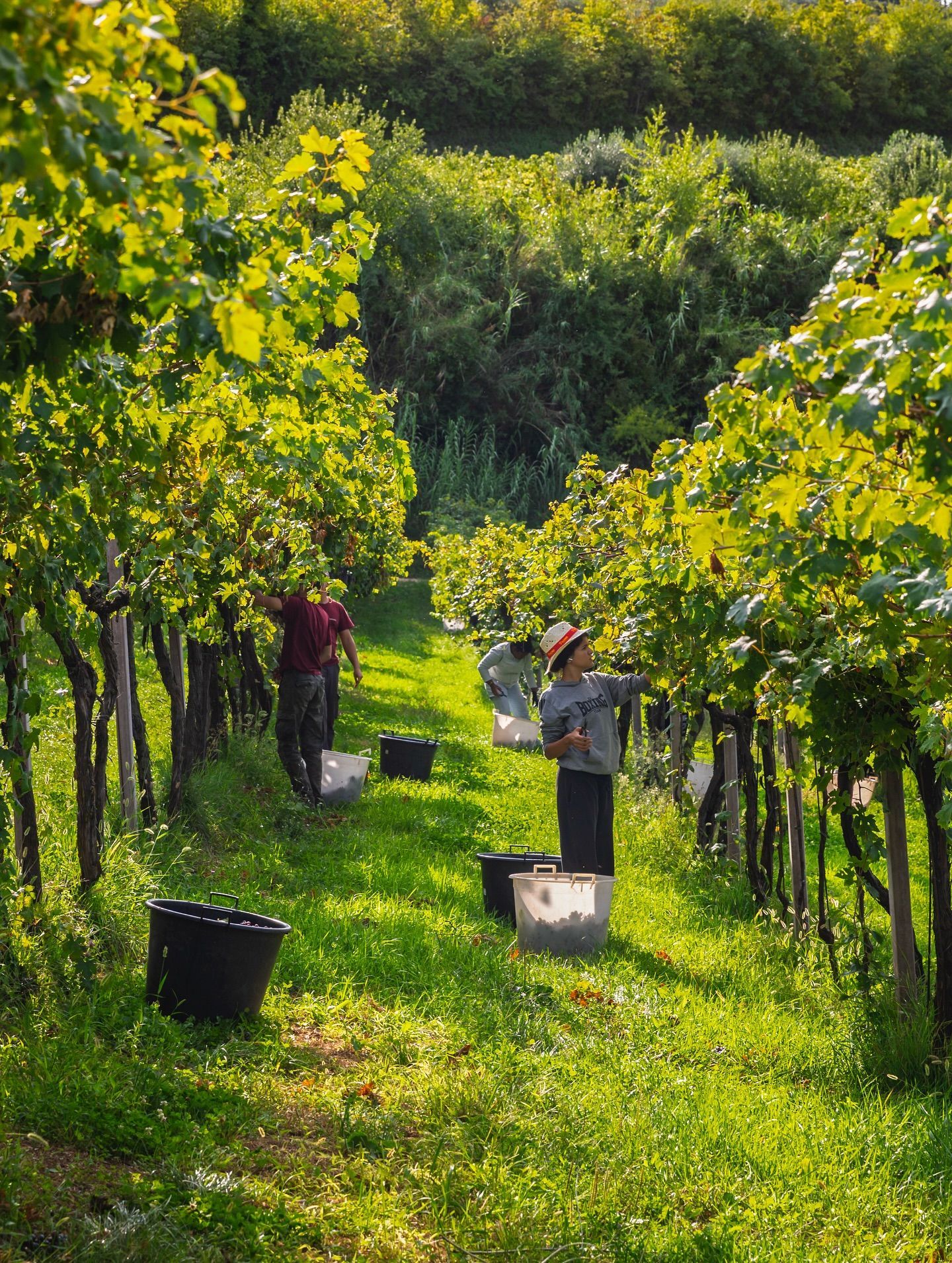 Massimago - People harvesting grapes in a vineyard, sunny day.