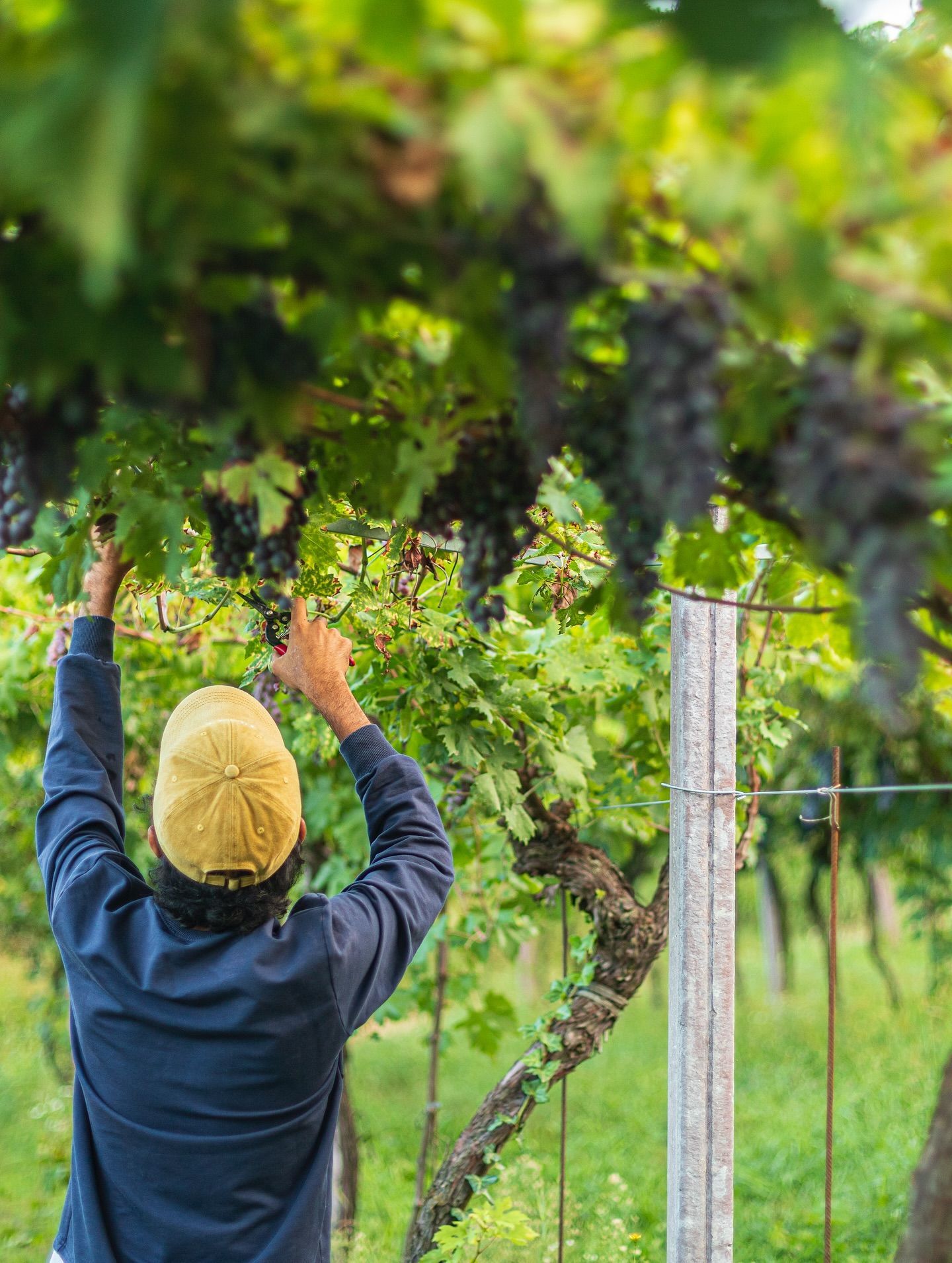 Massimago - Person harvesting grapes in a vineyard, reaching up toward dark grapes; green leaves, sunlit.
