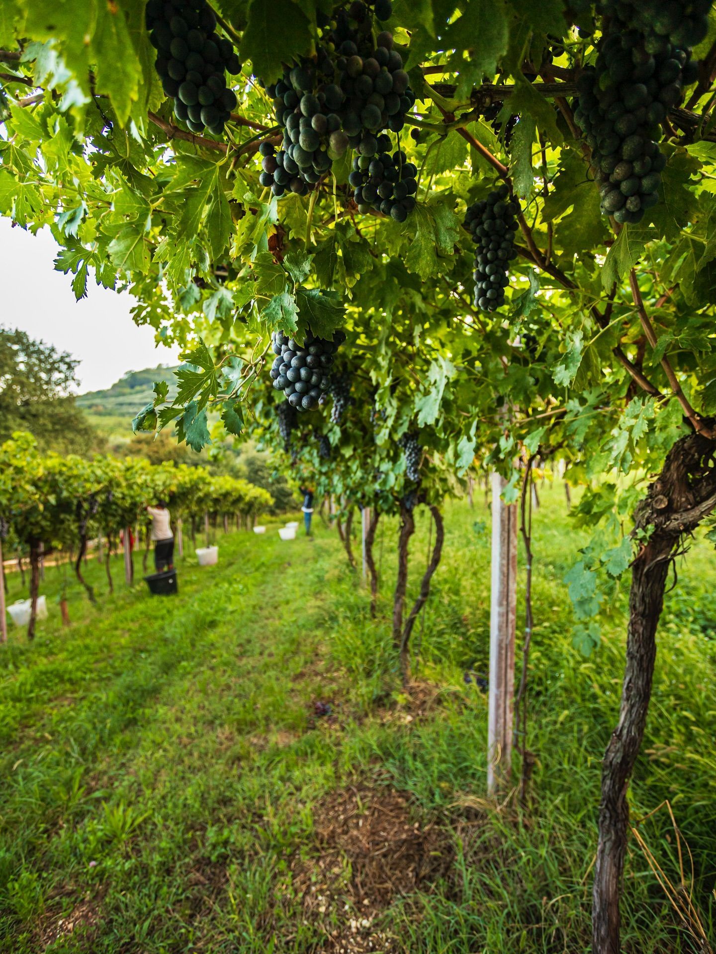 Massimago - Vineyard with rows of grapevines laden with dark grapes, person harvesting grapes in the distance.