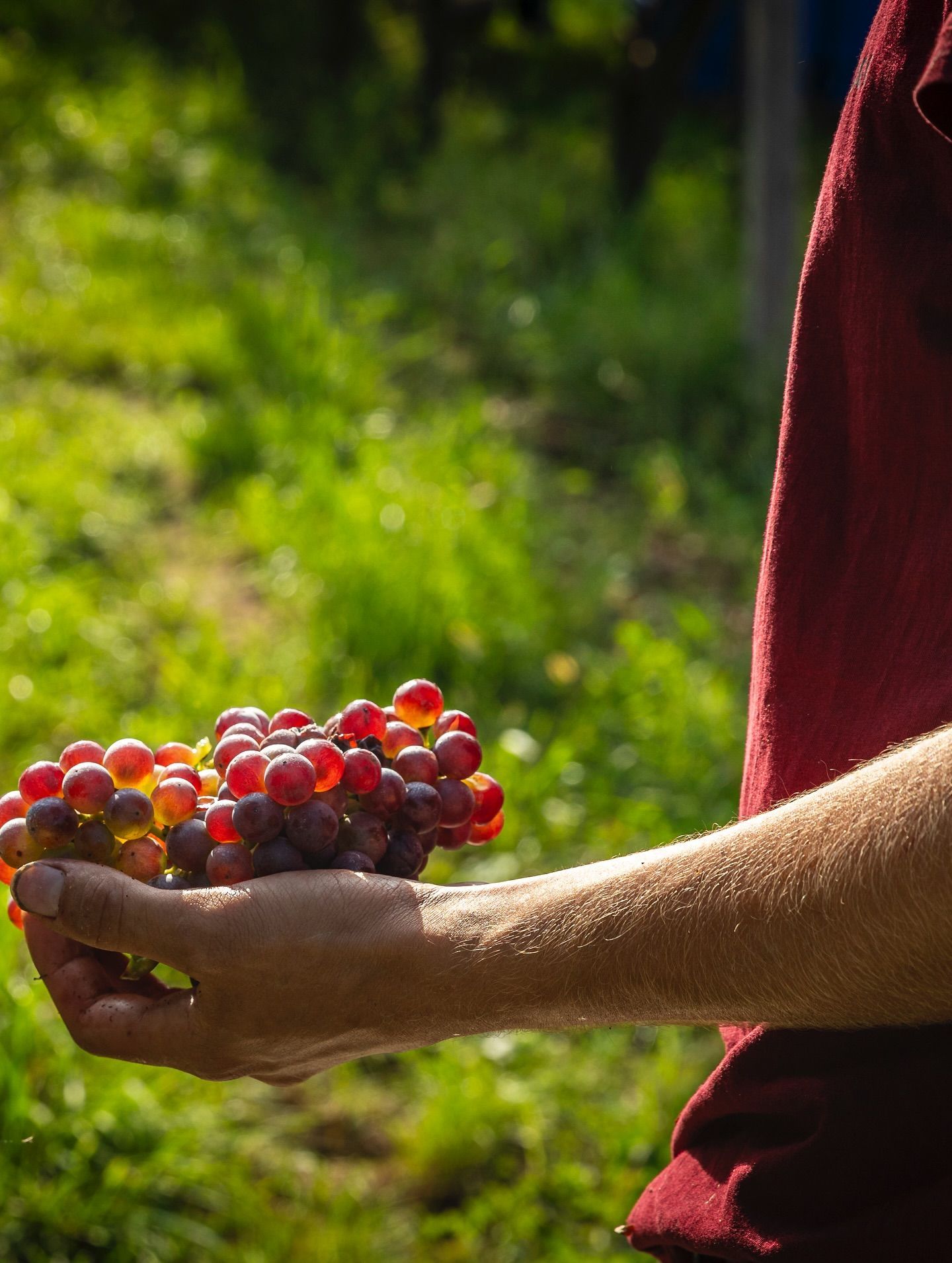 Massimago - Hand holding a bunch of red grapes outdoors, wearing a red sleeve. Green grass in background.