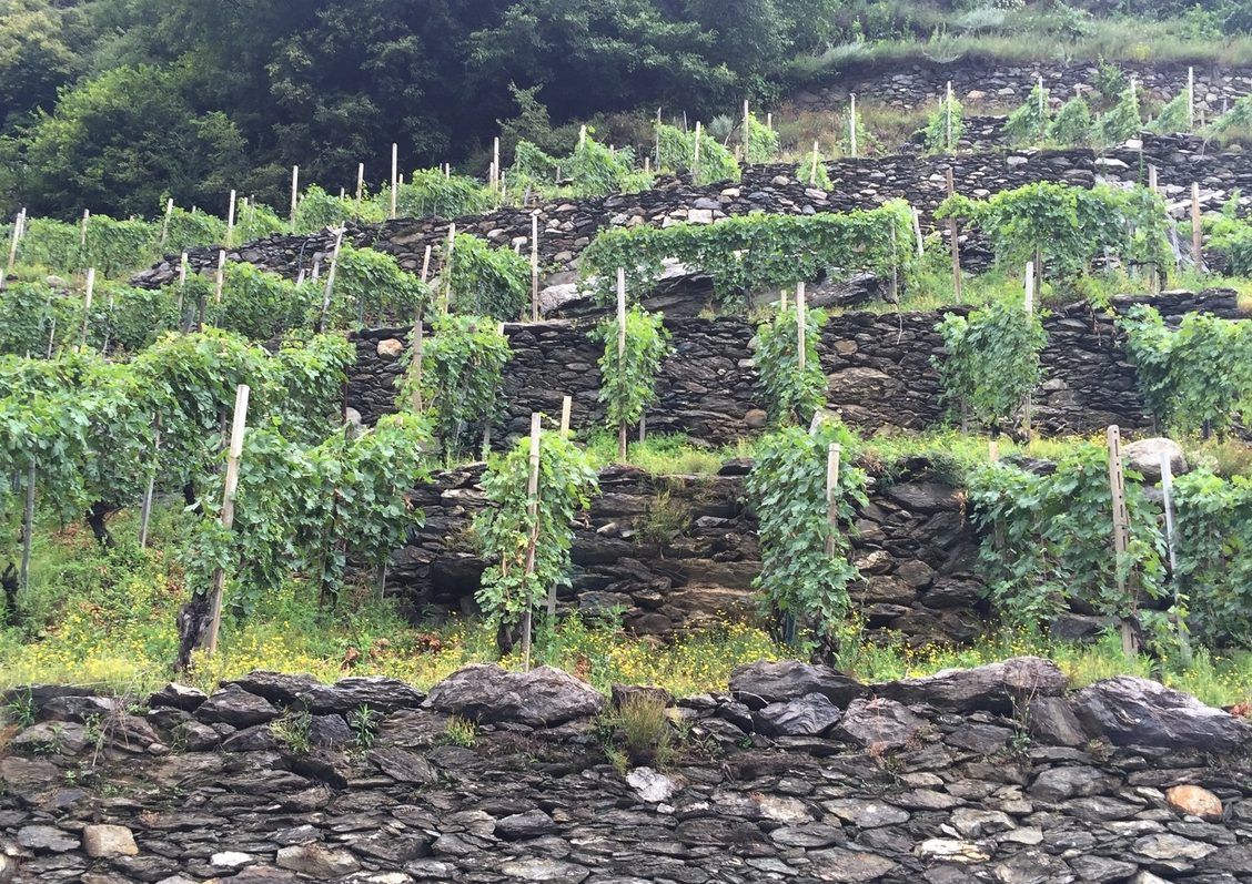 Barbacàn´s terrace vineyard