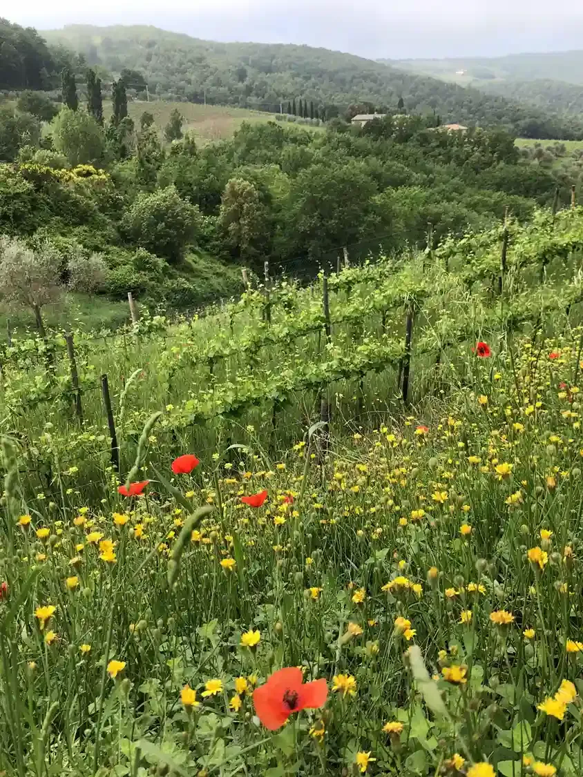 Domaine Luneau-Papin - Marie Chartier in the vineyards