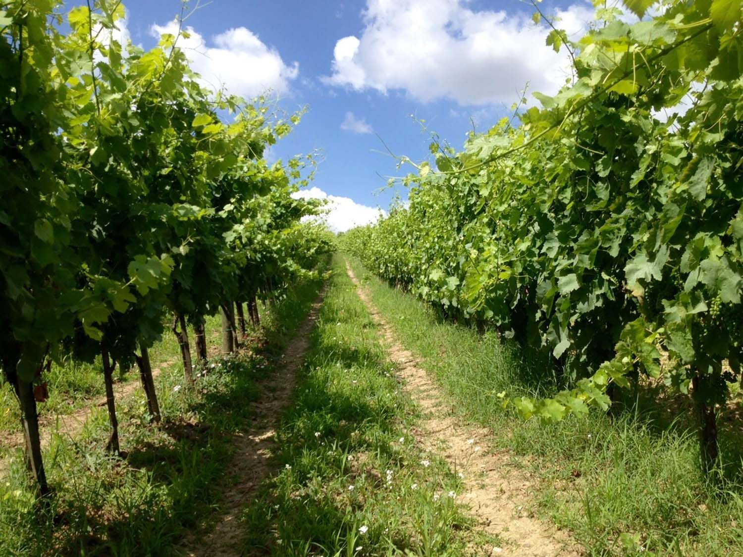 Rows of grapevines in a vineyard under a partly cloudy blue sky. A grassy path leads between rows.