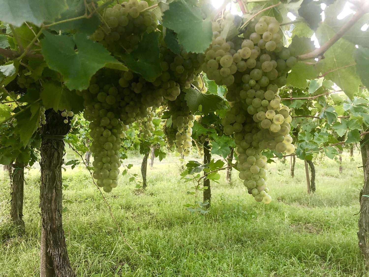 Green grapes hanging from vines in a vineyard, rows of wooden posts, green grass.