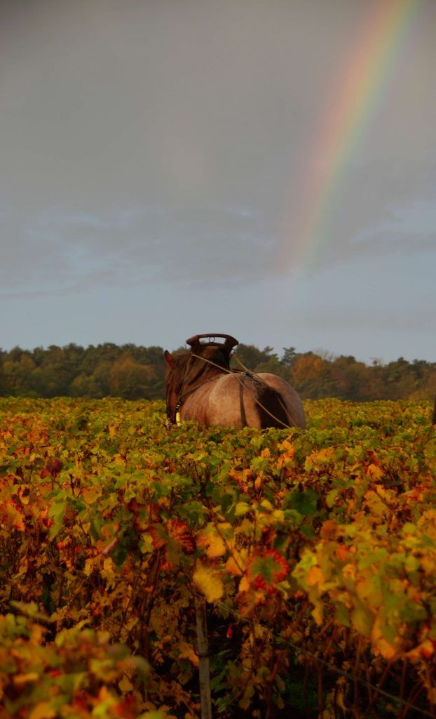 A horse walking through the vineyrds at harvest at Champagne Lelarge Pugeot with a rainbow in the background.