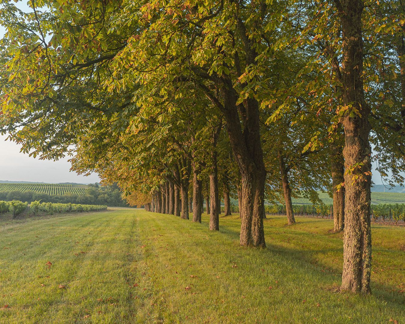 Row of trees with green leaves and trunks, casting shadows over a grassy path beside a vineyard.