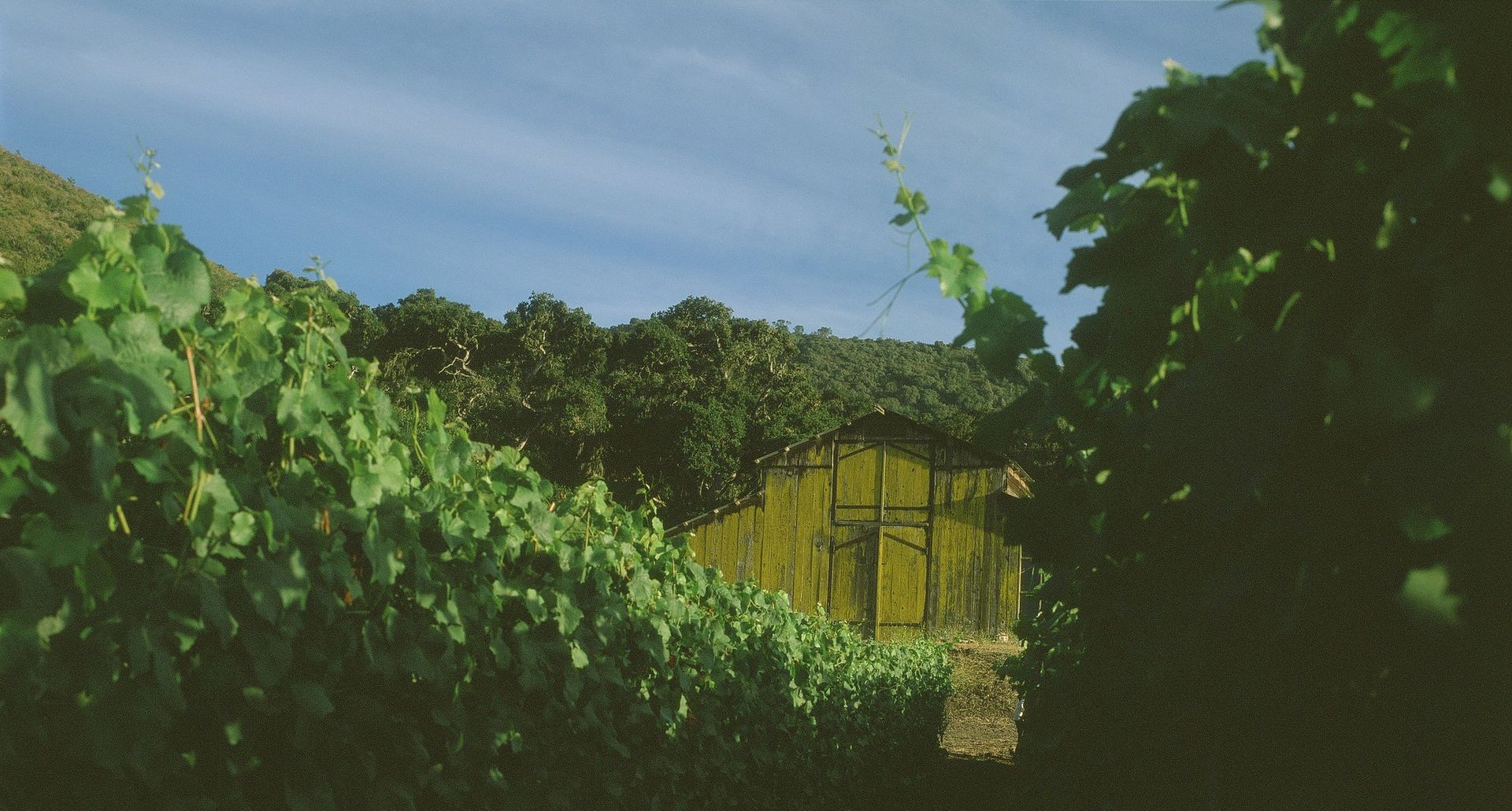 Sandhi´s vineyard