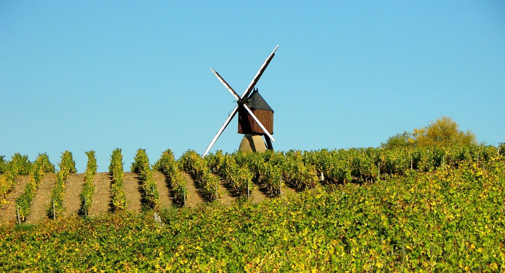 A windmill is sitting on top of a hill in a vineyard.