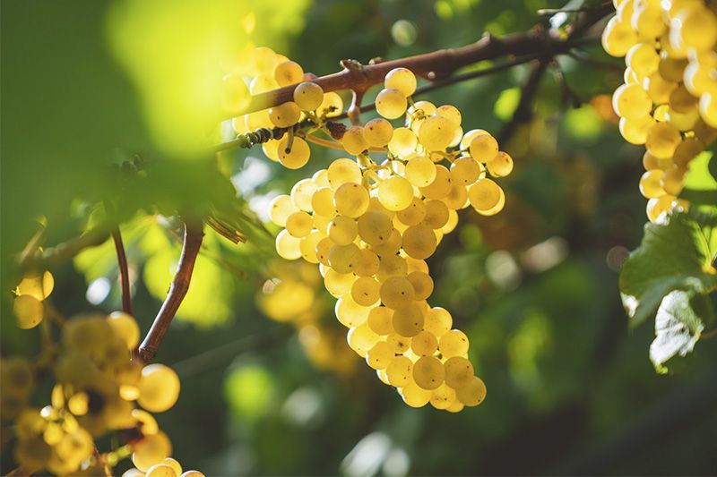 Image of white grapes with sun backlight