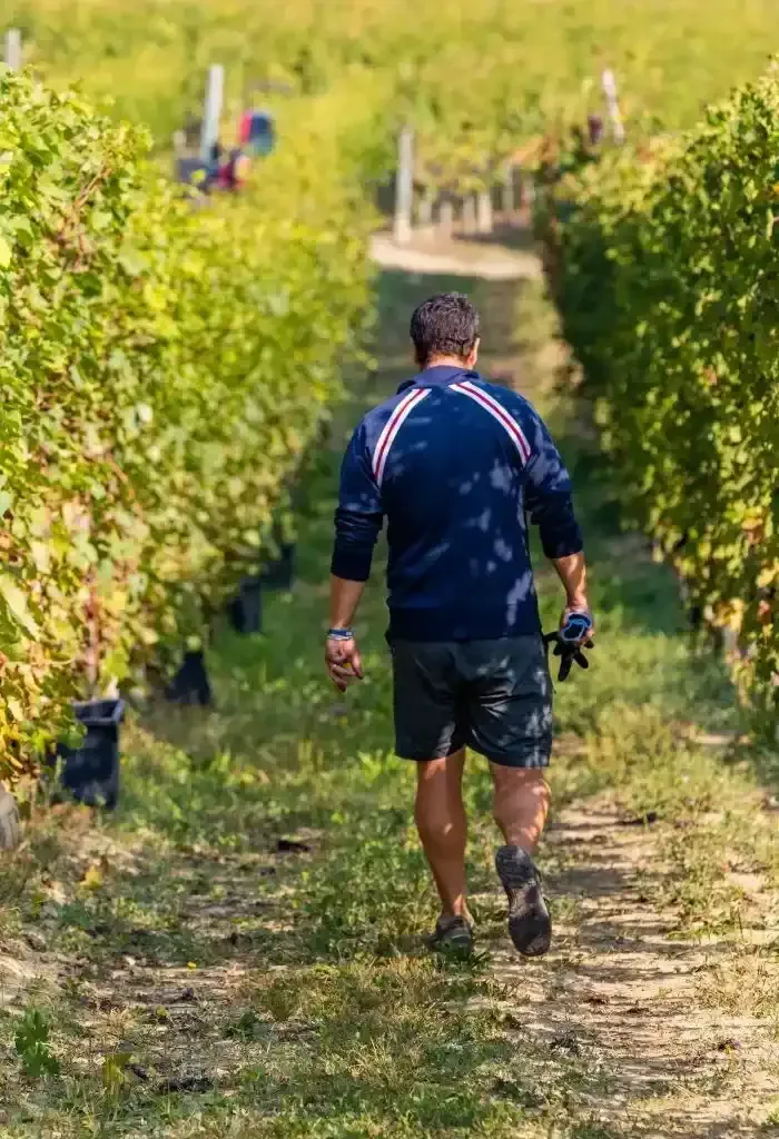 Alberto Voerzio in the vineyard Alberto Voerzio in the vineyard