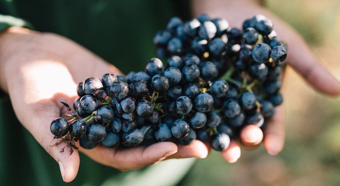 A person is holding a bunch of grapes in their hands.