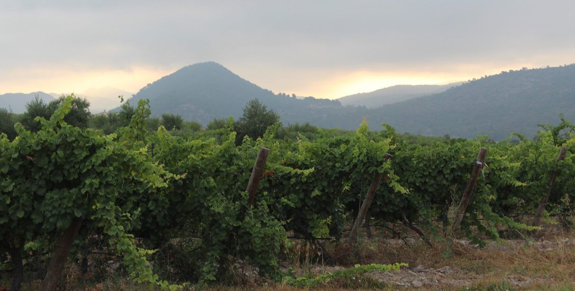 Pago Casa Gran - Vineyards in the Hills