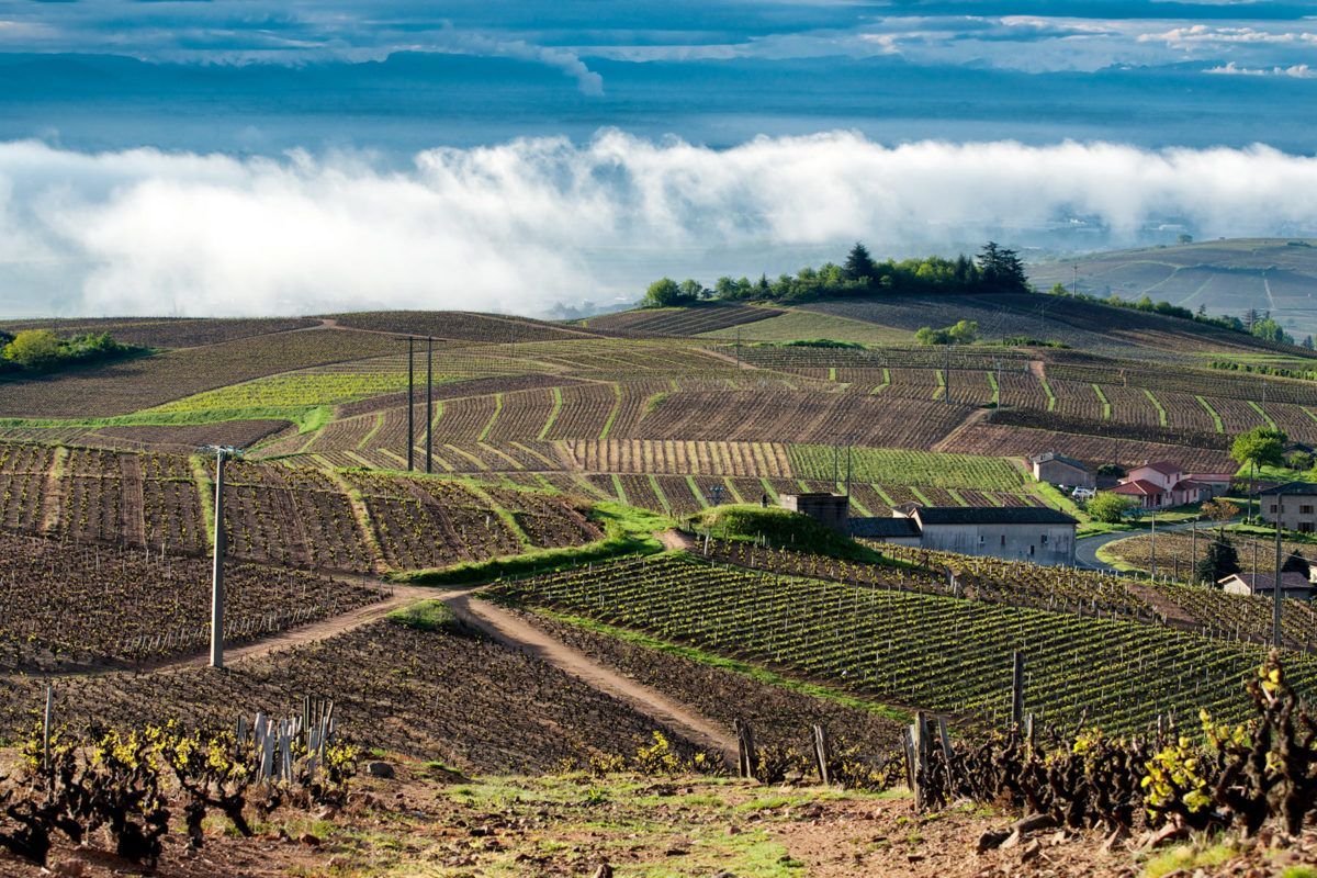 Vineyard in rolling hills, with rows of vines and dirt paths, at Château Belle-Vue