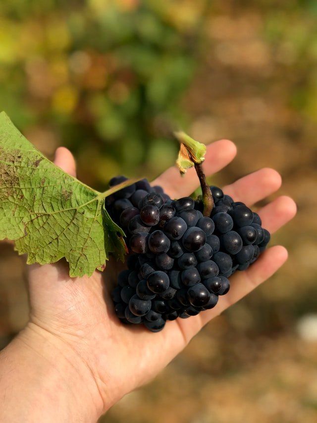 A grape bunch in the palm of a hand