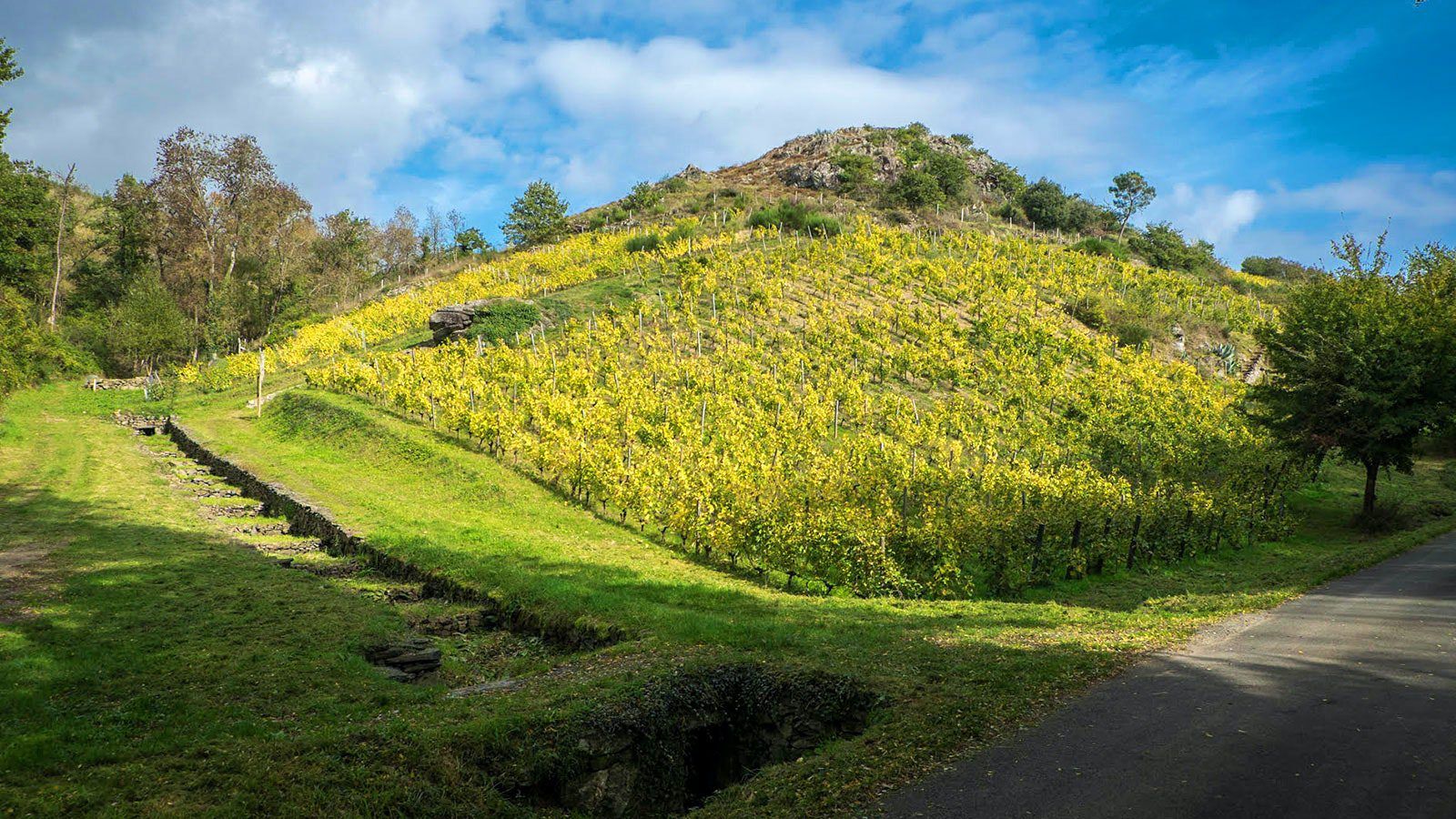 Pithon-Paillé Vineyard Hill