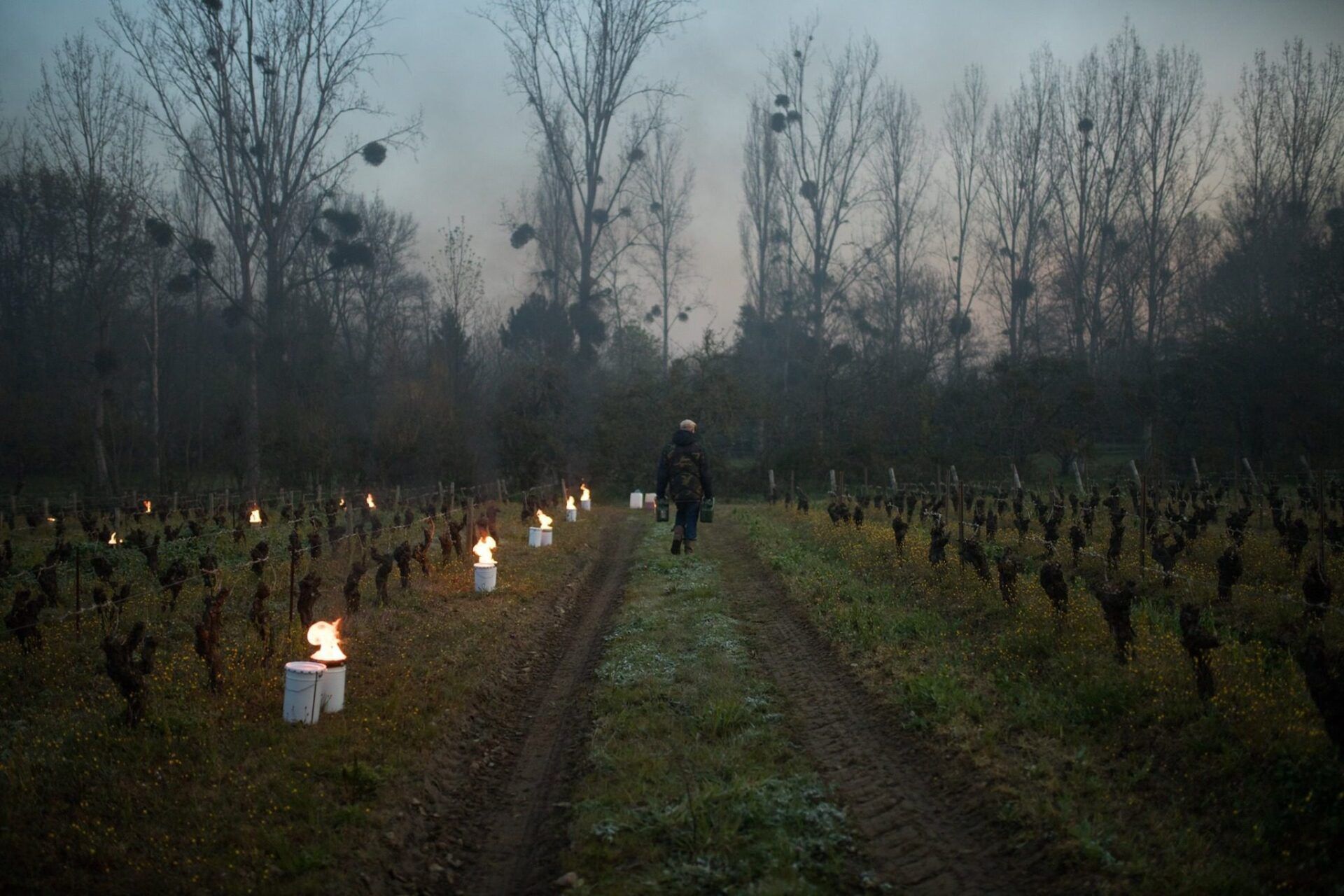 Domaine Luneau-Papin - Torches in Vineyards Fighting Frost