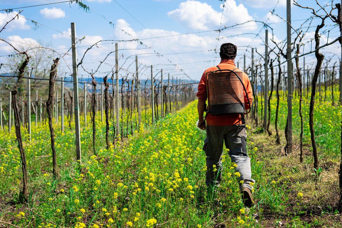 Marco Barba spraying the biodynamic preparations over the cover crops in the vineyards