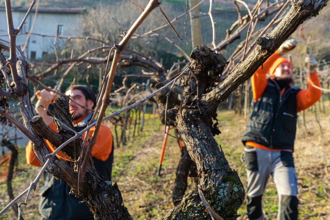 Marco Barba and the Barba Boyz pruning the pergola vines