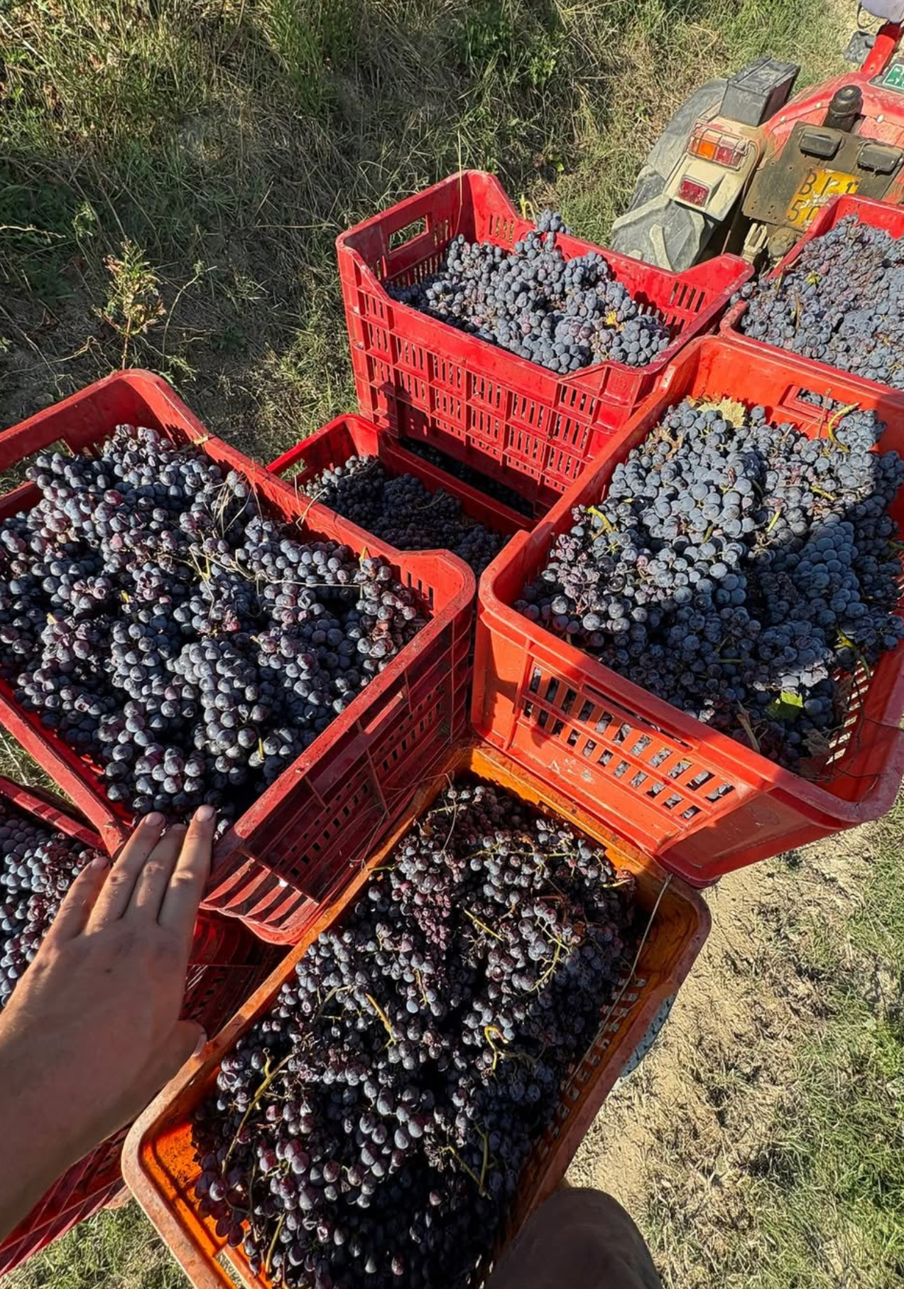Red crates overflowing with dark grapes in a field. A hand reaches toward the grapes.