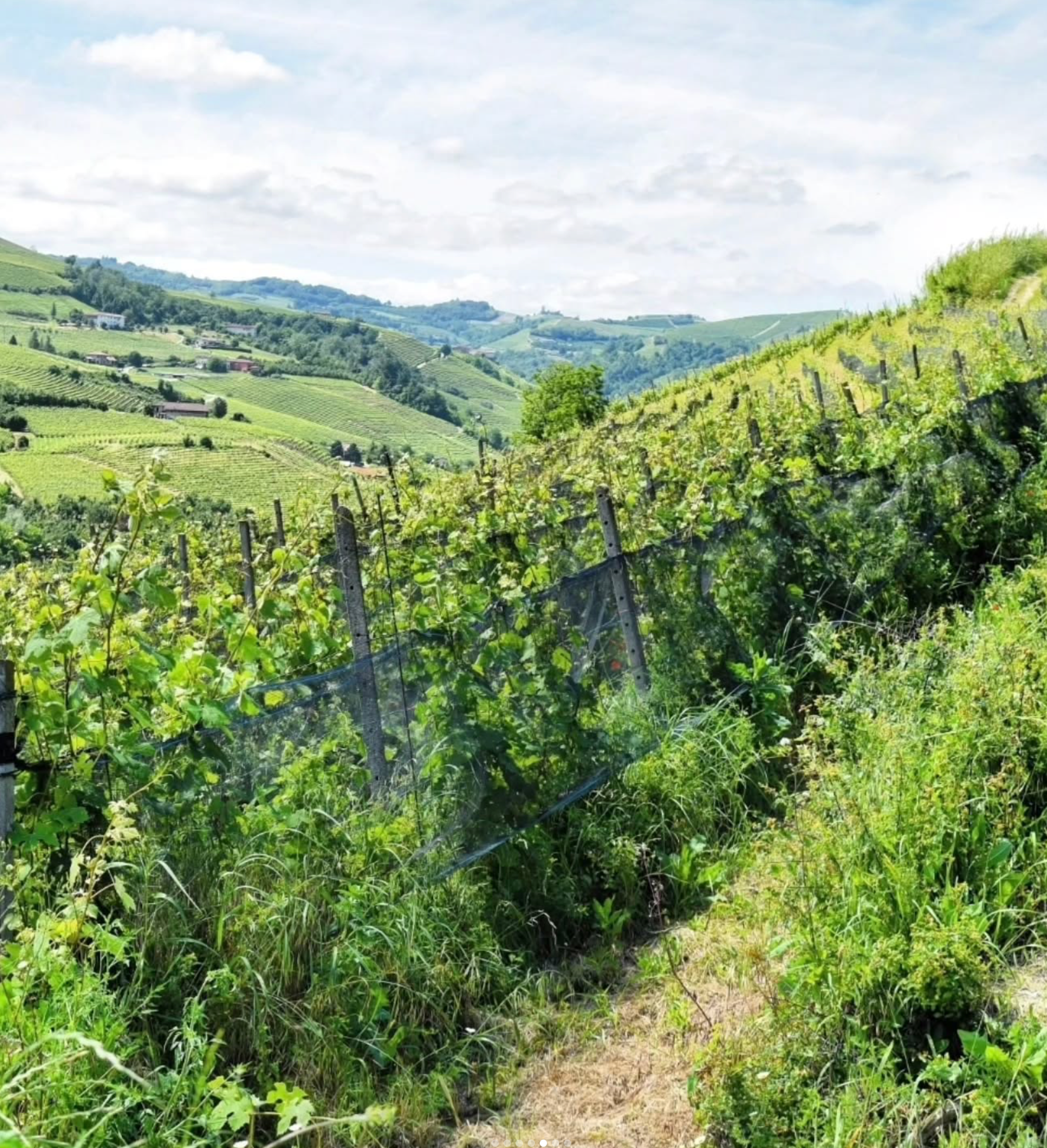 Vineyard on a hillside, with green vines, grassy path, and distant rolling hills under a blue sky.