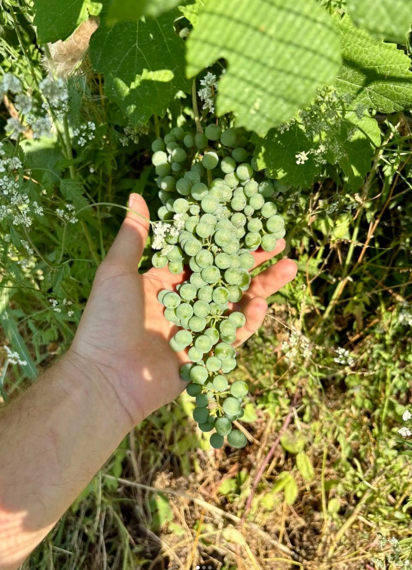 Hand holding a bunch of green grapes in a sunlit outdoor setting with foliage.